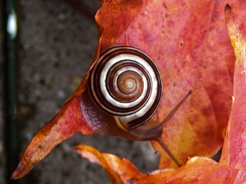 Ślimacza spirala